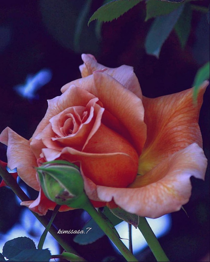 Beautiful Pictures of Roses by Kimi Sasa