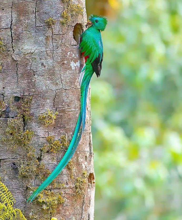 #your_best_birds: Fantastic Bird Photography by Abinash Dhal