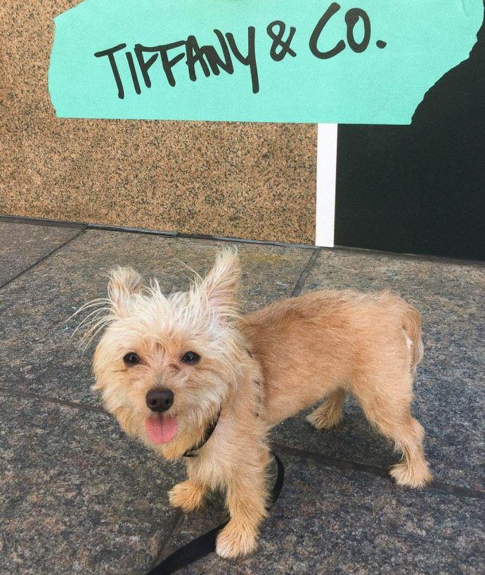 Most Dog Friendly Stores in America - Tiffany & Co.