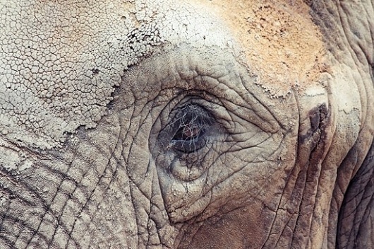 Google Reader (1000+) #eye #closeup #photography #animal
