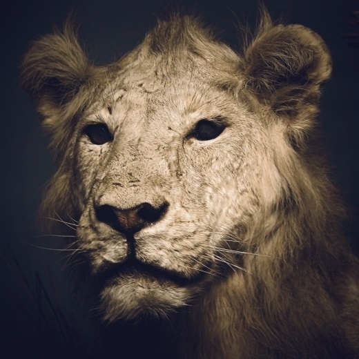 Chad Wys, Artist #lion #photography