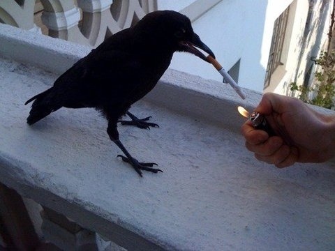 FFFFOUND! | rara avis in terris #smoking #raven