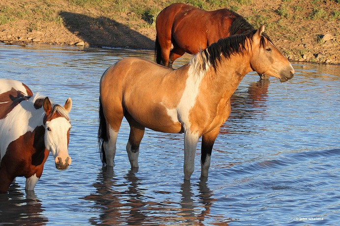 So. Steens mustangs