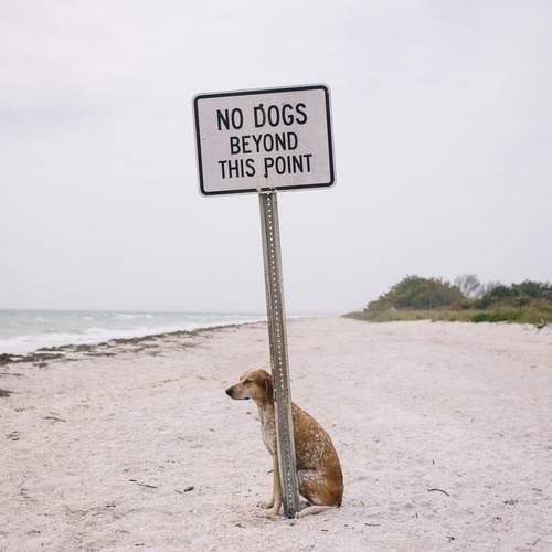 http://maddieonthings.com/post/46182498259/this-happened #blogs #things #dogs #funny