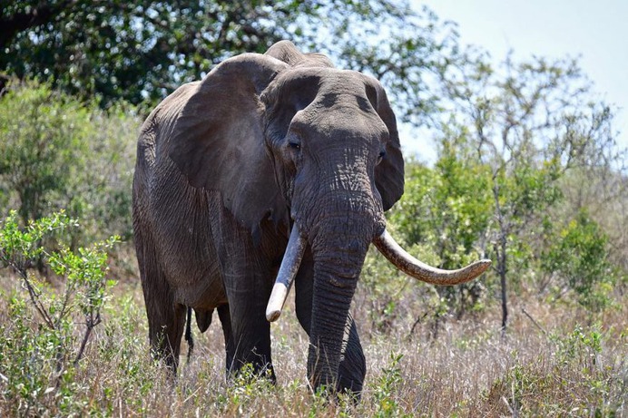 Astonishing Wild Animals Photography in Africa by Steven Dover