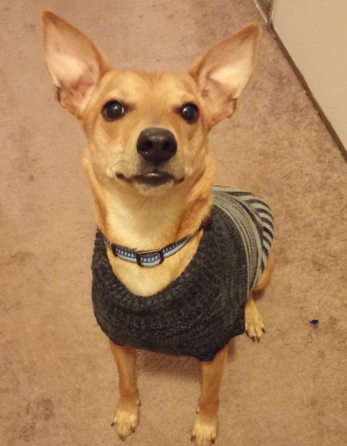 Most Dog Friendly Stores in America - Abercrombie and Fitch