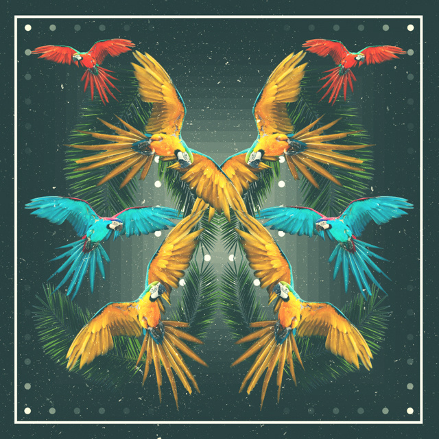 macaw. #palms #macaw #tropical #paradise #birds