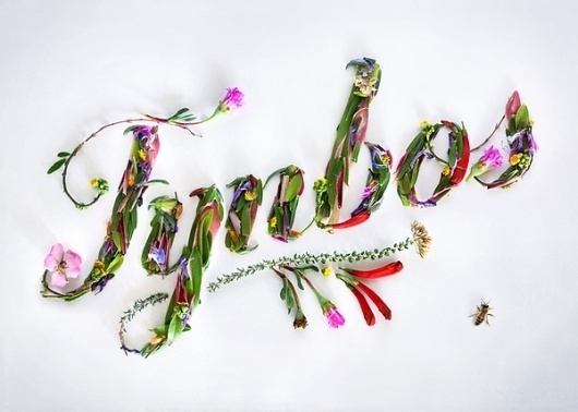 Fynbos - iJusi Portfolio #2 on the Behance Network