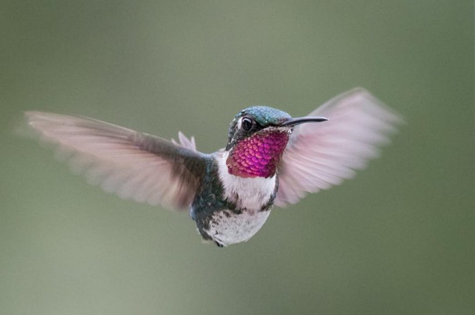 #hummingbird: Magnificent Birds Photography by Elijah Gildea