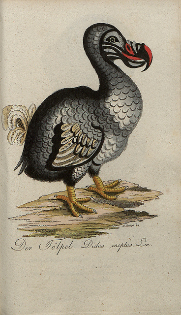 Dodo, by Johann Bechstein #save #johann #bechstein #ilustracin #bird #illustration #dodo #vintage