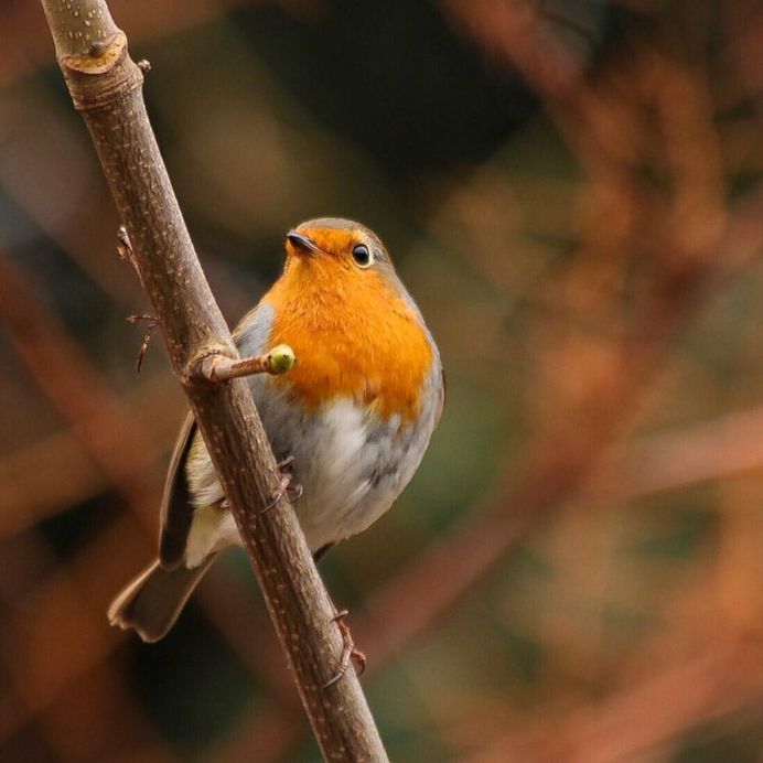 #nuts_about_birds: Awesome Bird Photography by Rogerio Rumao