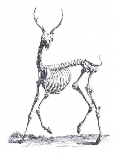 Animal - Deer #deer #anatomy #vintage