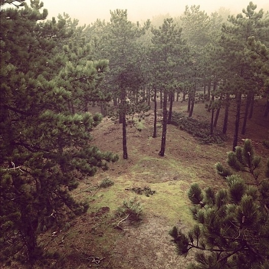 INK361 - Photo - 139667874056109459_1027430 #fog #forrest #vlieland #trees