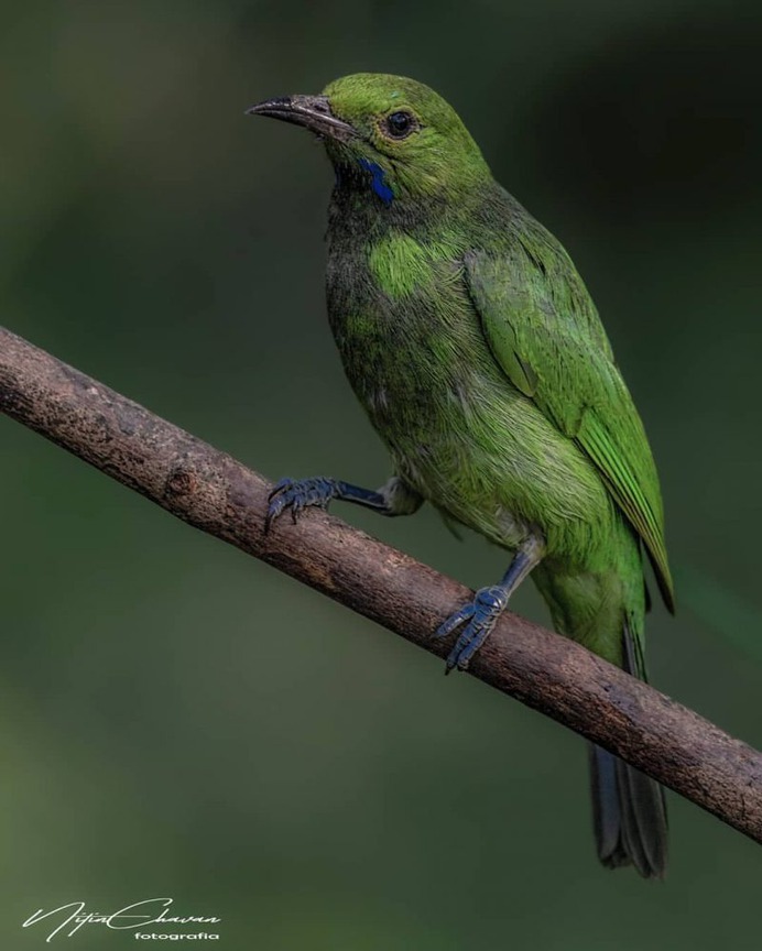 Birds of India: Majestic Birds Photography by Nitin A.Chavan