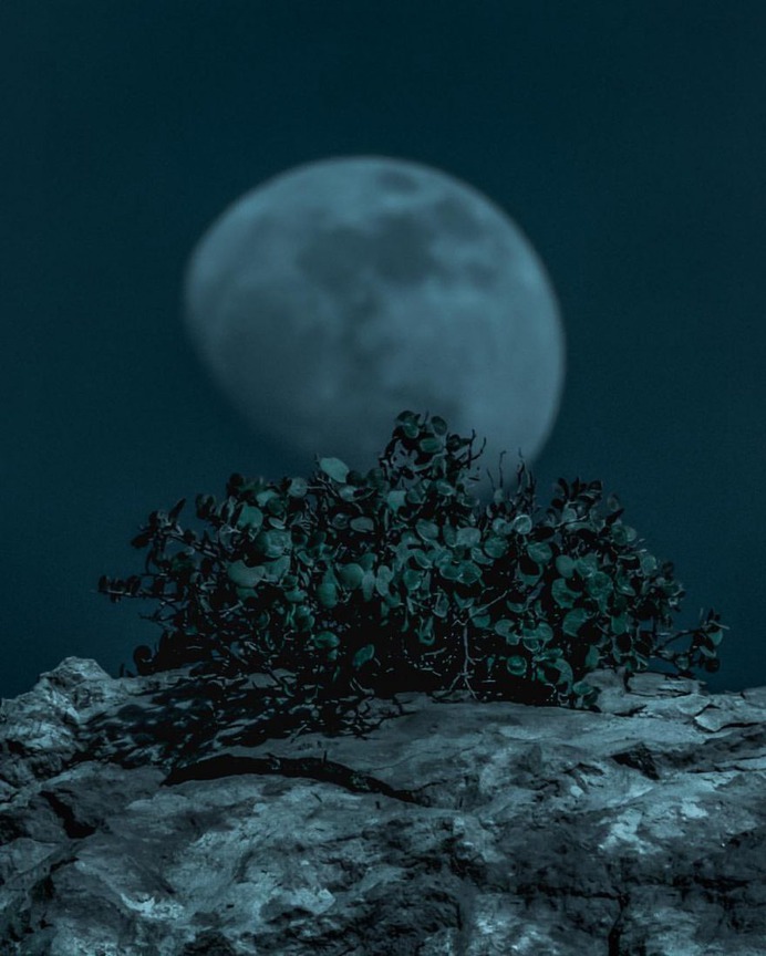Breathtaking Moody and Mysterious Forest Photography by Dylan Furst