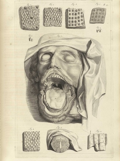 bidloo_t13.jpg 1200×1608 pixels #dissection #drawing #anatomy #flesh
