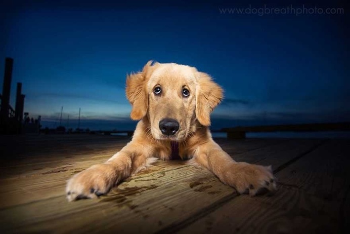 Expressive And Whimsical Portraits of Dogs by Kaylee Greer
