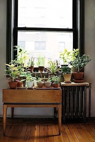 http://b-u-i-l-d.tumblr.com/ #plants