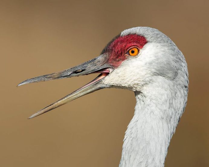 Sandhill Crane