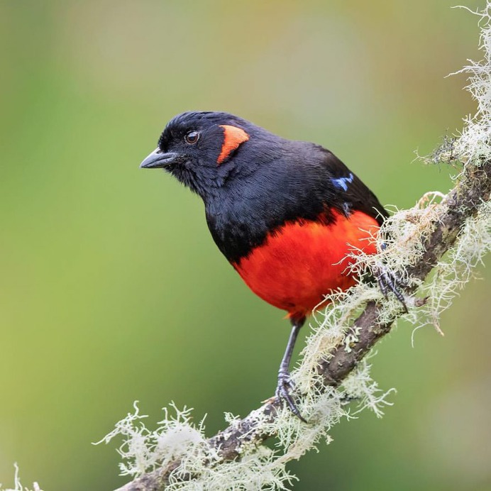 #your_best_birds: Beautiful Birds of India by Thirumoorti Ra