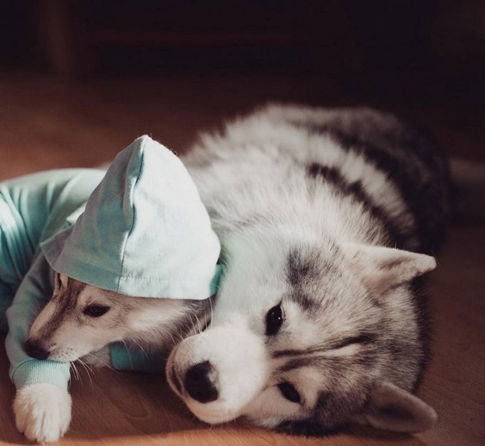 Adorable Huskies Photo with Human Clothes by Erica Tcogoeva