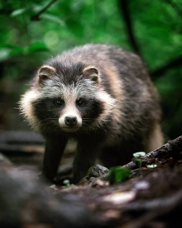 Wildlife Finland: Cute Animal Portraits by Ossi Saarinen