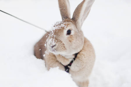 Kaninhop / by Frida Vega Salomonsson #bunny