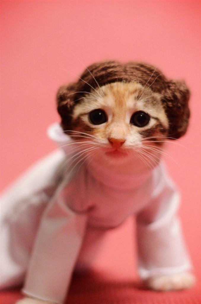 Creative Ideas: Combines Adorable Cats And Pop Culture For Awesome Photos #cats #cosplay #photography #animals