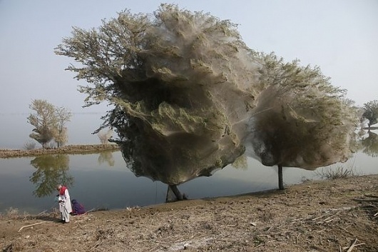 pakistan-floods-drive-spiders-into-trees-adult_34026_600x450.jpg (600×400) #spider #tree #pakistan