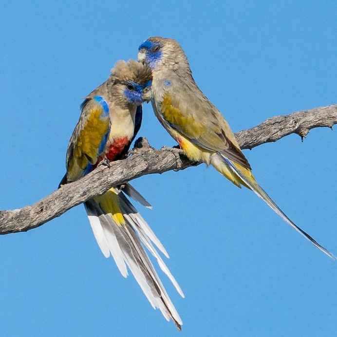 #birdstagram: Striking Bird Photography by Michael Jury