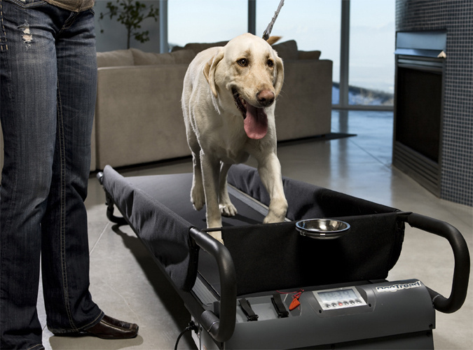 PetZen DogTread Dog Treadmill #tech #flow #gadget #gift #ideas #cool