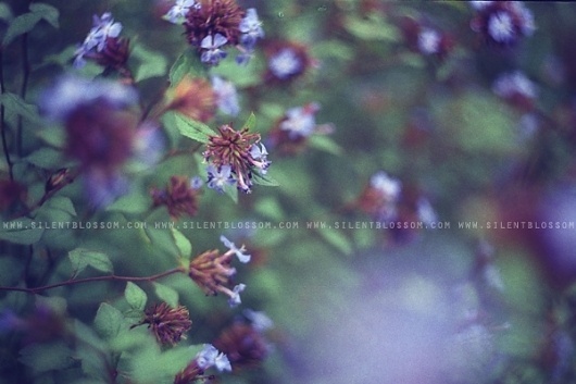Silent Blossom #silent #blossom #photography #purple #film #blue #flowers