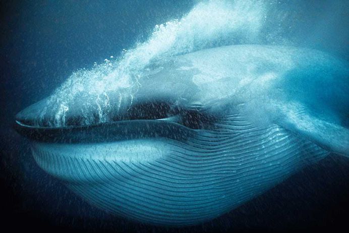 Wildlife Photographer Of The Year: Unforgettable Underwater Photography