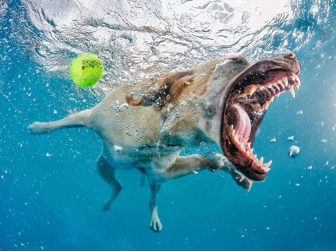 Uderwater Dogs: Creative and Playful Photography by Seth Casteel