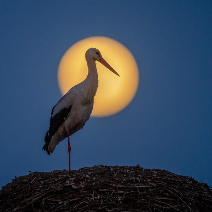 Birds of Germany: Wonderful Bird Photography by Anke Kneifel