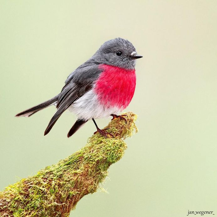 #birdsofaustralia: Adorable Bird Photography by Jan Wegener