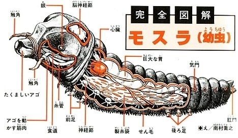 Kaiju anatomical drawings ~ Pink Tentacle #movie #japanese #anatomical #mothra #monster