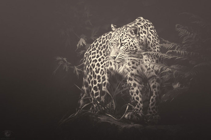 africa-souls-zoo-photography-manuela-kulpa-6 #photography #animals
