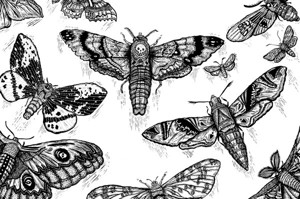 Like A Moth to A Flame on Behance #moth #drawing #illustration