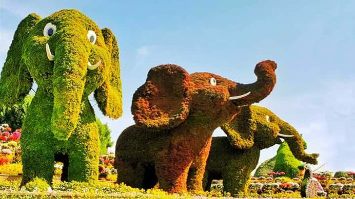 Topiary art of the baby elephants at the Dubai Miracle Garden. elephants became part of the garden in its Season 7. There are three baby elephants within topiary art of the Dubai Miracle Garden.