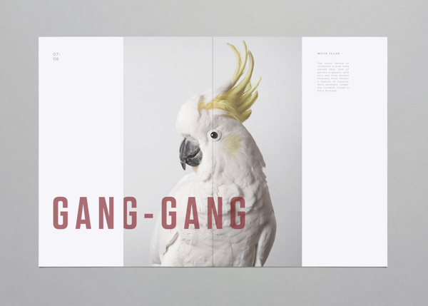 Birds on Behance #birds #behance