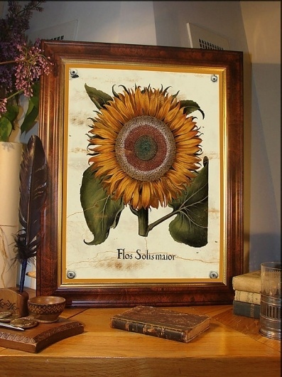 Sun flower vintage illustration print 11 x 14 by AncientShades #botanical #sun #print #vintage #flower