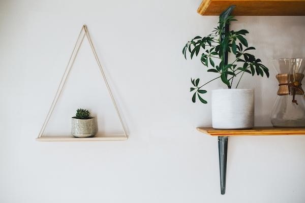 plants