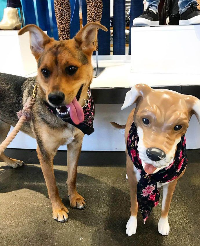 Most Dog Friendly Stores in America - Old Navy