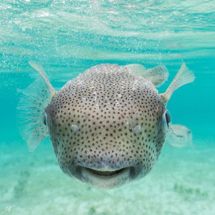 Striking Underwater Photography by Ben Hicks