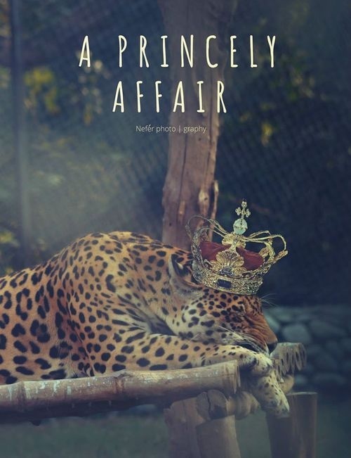 A Princely Affair #wild #fairy #tale #big #cat #nature #panther #forest #beauty