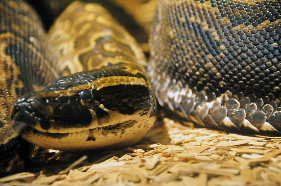 Snake #nature