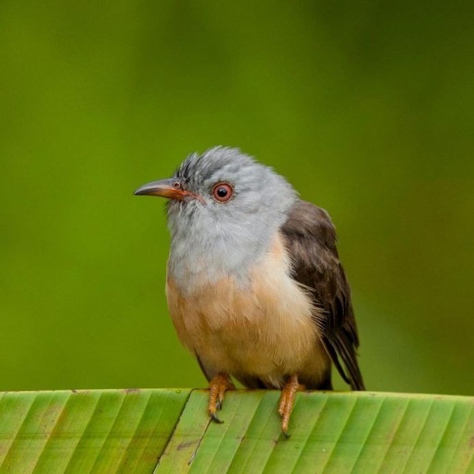 #kings_birds: Beautiful Bird Photography by Charles Ryan