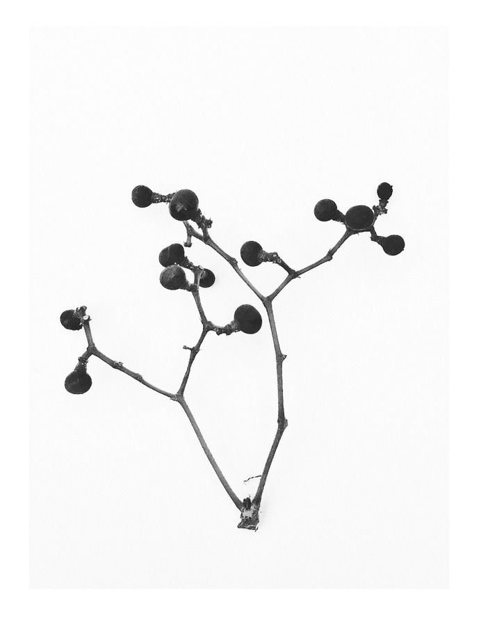 #berry #shortcut #plant #vsco PHOTOGRAPHIE © [ catrin mackowski ]