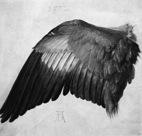 FFFFOUND! #white #1500s #black #bird #photograph #wing #and